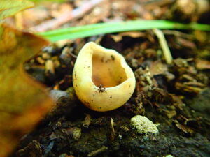 お椀のような形のキノコ