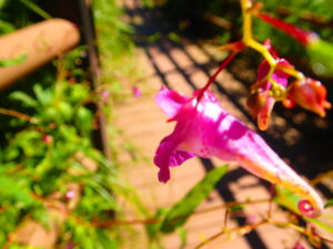 濃い桃色のツリフネソウ