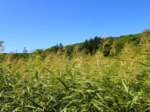 湿原のヨシ