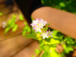 薄桃色のミゾソバの花