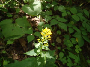 黄色いアキノキリンソウ