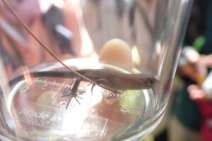 プラスチックケースに入ったニホンカナヘビ