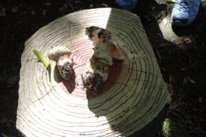 軸の太いキノコ