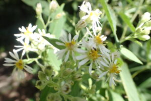 ゴマナの白い花