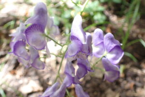 エゾトリカブトの紫色の花