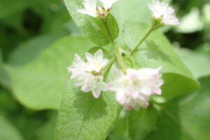 ミゾソバの淡い桃色の花