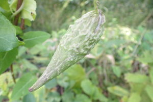 ガガイモのカカオのような形の果実