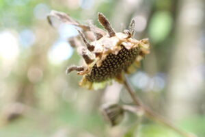 コヤブタバコの下向きの果実