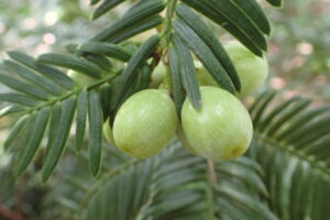 ハイイヌガヤのアップルグリーンの果実