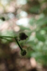 クルマバソウのトゲのついた果実