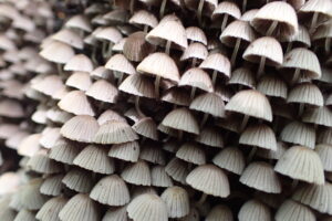 ちいさなキノコがたくさん並んでいる