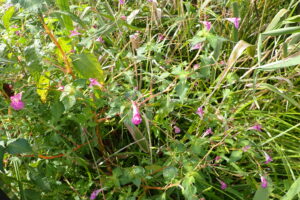 ツリフネソウの桃色の花