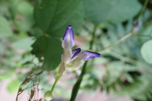 エゾトリカブトの紫色の花