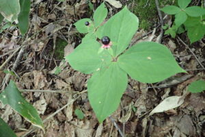 ツクバネソウの黒い果実