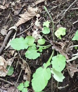 センボンヤリの蕾のように開かない花