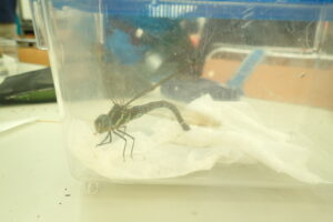 虫かごの中で産卵しているトンボ