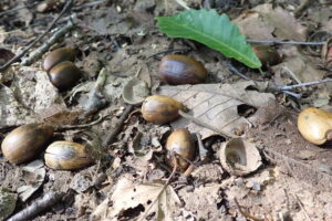 地面に落ちているドングリ