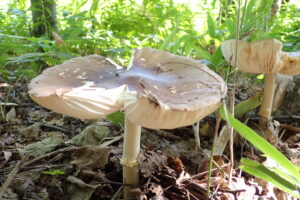 大きな傘のキノコ