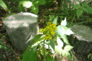 アキノキリンソウの黄色い花