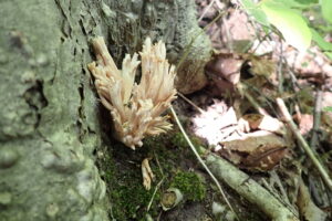 サンゴ状のキノコ