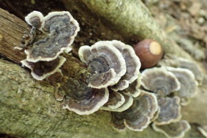 枝についた環状の模様のついたキノコ