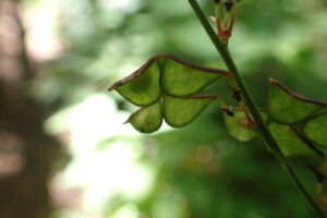 緑色のヤブハギの果実