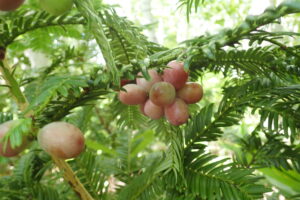 淡い赤みがかったブドウのような果実