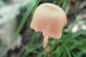 淡い橙色のキノコ