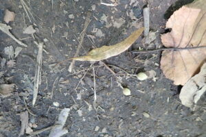 オオバボダイジュの果実