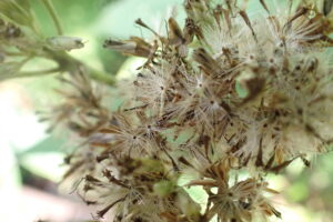 フワフワの綿を付けた種