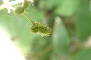 ウマノミツバのトゲトゲのついた実