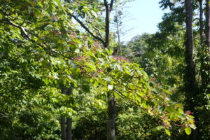 ミズキの木に付いた実