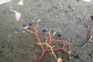 赤い茎の黒い実がついている