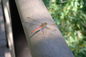 木道の手すりにとまった赤いトンボ