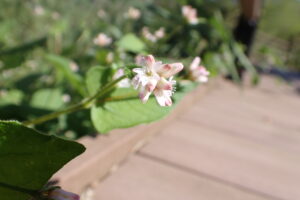 ミゾソバの薄桃色の花