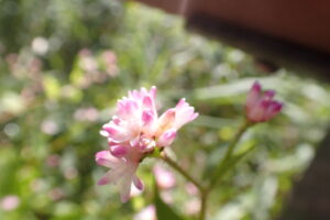 アキノウナギツカミの薄桃色の花