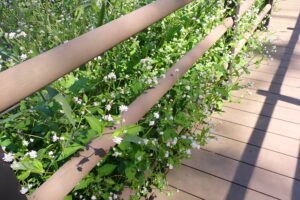 ミゾソバの薄桃色の花