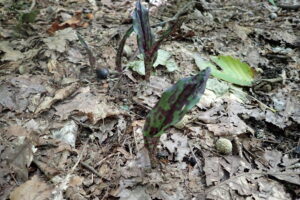 紫がかった褐色の模様の入ったトケンソウの葉