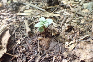 フデリンドウの芽