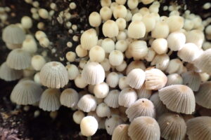 １０００本くらい群生したキノコ