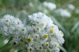 ヤマハハコの白い花