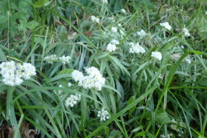 ヤマハハコの白い花