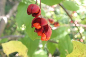 ツリバナの赤い果実