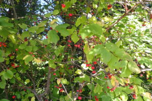 ツリバナの赤い果実