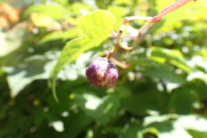 ノブドウの果実