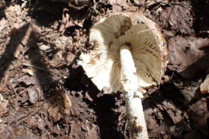 キノコの傘の裏