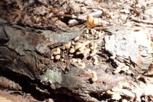 木の枝から出たたくさんの褐色のキノコ