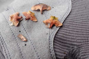 トドマツの種鱗とタネ