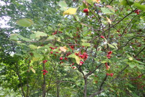 赤いツリバナの果実