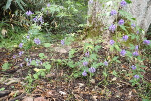 紫色のエゾトリカブト